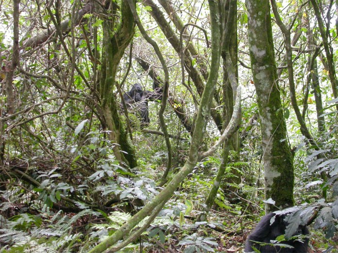 041_hasard100_Ugander